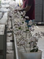 Workers clipping Phalaenopsis orchid stems to sticks