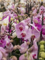 Large collection of Phalaenopsis orchid in flower