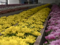 Flowering Chrysanthemum pot plants ready for packing and dispatch.