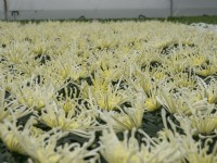 Flowering Chrysanthemum pot plants.