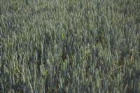 Wheat field in summer.