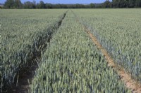 Wheat field in summer.