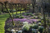 Grass path leads between Salix alba 'Britzensis', various snowdrops and Cyclamen coum in spring flowerbeds
