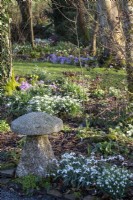 Galanthus 'Ketton' and Galanthus 'Sharlockii' next to a staddle stone