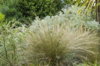 Chionochloa rubra - red tussock grass - July