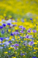 Wildflower meadow with Centaurea cyanus - cornflower - bachelor's buttons and Glebionis segetum - corn marigold - June