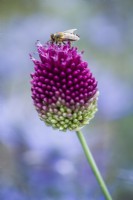Allium sphaerocephalon - round-headed leek - with honey bee.
 July