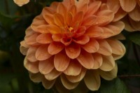 'Pam Howden' an orange water lily form Dahlia