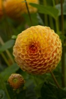 'Blyton Softer Gleam' a yellow orange ball form Dahlia