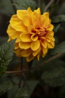 'So Dainty' a yellow -orange water lily form Dahlia