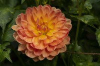 'Pam Howden' a yellow and orange waterlily form Dahlia