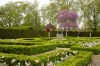 Tulipa 'Marilyn' surrounded by Box topiary - Buxus and a Judas Tree - Cercis siliquastrum in the Queen's garden next to Kew Palace
