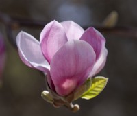 A close-up of Magnolia soulangeana 'Triumphans' flowering in March