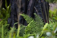 The Yeo Valley Organic Garden. Designed by Tom Massey, supported by Sarah Mead, Chelsea Flower Show 2021. Detail of ferns and the charred logs.