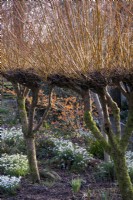 Salix alba 'Britzensis' above various snowdrops