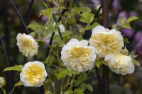 The soft yellow of the Pilgrim's Rose, a fragrant climbing rose, clambers up an archway in an NGS garden in Devon. July. Summer.