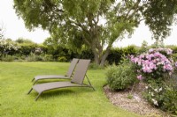 Two loungers sit on a lawn in a garden in Devon, offering a place to rest and enjoy the garden. Westclyst Barnyard. An NGS garden. July. Summer.