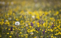 'Detail of seeded plants such as dandelion with flowering buttercups and wild orchids beyond. July. Summer.