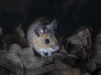 Wood Mouse Apodemus sylvaticus in oak leaves Winter