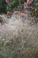 Dew on Deschampsia in border with dahlias