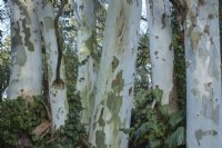 Eucalyptus Grove - Gum trees at East Ruston Old Vicarage Gardens