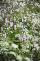 Persicaria bistorta amongst lacy anthriscus in June
