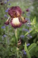 Iris 'Provencal' in June