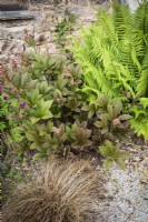 Rodgersia pinnata 'Superba' in June amongst ferns and sedges.