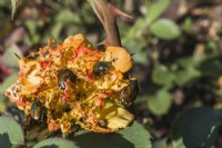 Popillia japonica - Japanese Beetles eating the petals of a Rosa - Rose flower in summer, Quebec, Canada - August