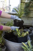 Planting a pot-grown fern in a mixed planting of: Polystichum 'Plumosodensum', Thalictrum 'Thundercloud', Hosta 'Touch of Class', Cryopteris 'Cristata' The King and Epimedium 'Amber Queen' in an old tin bath