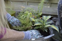 Firming in a planted fern in a mix of foliage plants: Polystichum 'Plumosodensum', Thalictrum 'Thundercloud', Hosta 'Touch of Class', Cryopteris 'Cristata' The King and Epimedium 'Amber Queen' in an old tin bath