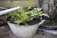 Watering a mix of recently-planted foliage plants: Polystichum 'Plumosodensum', Thalictrum 'Thundercloud', Hosta 'Touch of Class', Cryopteris 'Cristata' The King and Epimedium 'Amber Queen' in an old tin