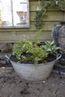 An old metal bath has been planted with Polystichum 'Plumosodensum', Thalictrum 'Thundercloud', Hosta ' Touch of Class', Cryopteris 'Cristata' (The King) and Epimedium 'Amber Queen', all chosen for their shade tolerance. 