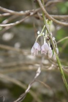 Pale-lilac buds of Thalictrum rochebruneanum syn. Thalictrum rochebruneanum var. grandisepalum; lavender mist,  meadow rue.