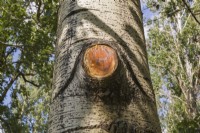 Populus - Poplar tree trunk with sap flowing from wound where branch was sawed-off, Quebec, Canada - August