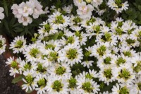 Scaevola aemula 'Surdiva White' - Fairy Fan Flower in summer - August