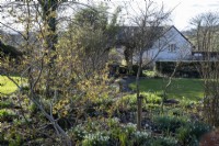 Spring garden with snowdrops, Witch Hazels and Hellebores.  Farmhouse behind and large area of lawn.