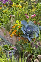 Raised bed with herbs, nasturtium Dwarf Jewel, cabbage, Dahlia, French marigolds, Iranian Germander, colander with harvest and garden fork.
