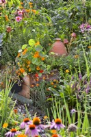 Beneficial flowers in organic kitchen garden are Tropaeolum majus, Echinacea purpurea, Tagetes patula, Teucrium hircanicum, Calendula officinalis and Cleome spinosa.