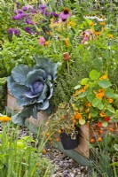 Raised bed with basil, cabbage, herbs, nasturtium and pot grown tomato 'Tumbling Tom',
