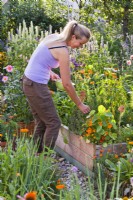 Woman picking oregano from raised bed.