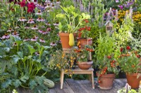Containers with tomatoes 'Tumbling Tom', basil and courgette edging in herbaceous flowerbed.