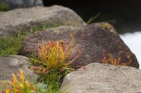 Drosera capensis. Sundew growing between rocks in a show garden. Bible Society: The Psalm 23 Garden, Designer: Sarah Eberle, RHS Chelsea Flower Show 2021.