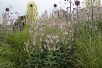 Veronicastrum 'Pink Glow' in a border at the American Museum Garden - Bath - August