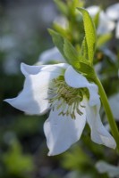 Helleborus x hybridus, White