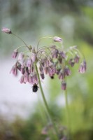 Allium siculum in June