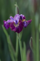 Iris siberica 'Miss Apple'