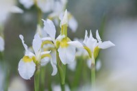 Iris siberica 'Snow Crest'