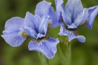 Iris siberica 'Cambridge'
