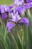 Iris siberica 'Lavendelwein'